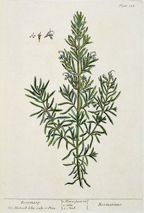 Rosmarinus Officinalis ، من "A Curious Herbal" ، 1782 (نقش الألوان) بواسطة إليزابيث بلاكويل