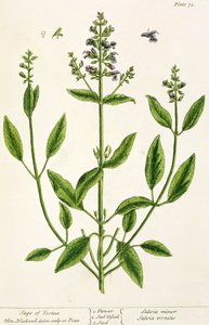 سلفام من "A Curious Herbal" ، 1782 (نقش الألوان) بواسطة إليزابيث بلاكويل