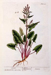 سوريل ، لوحة 230 من "A Curious Herbal" ، تم نشره عام 1782 (نقش الألوان) بواسطة إليزابيث بلاكويل