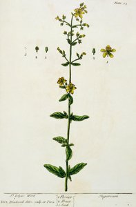 نبتة سانت جون ، اللوحة 15 من "A Curious Herbal" ، نشرت عام 1782 (نقش الألوان) بواسطة إليزابيث بلاكويل