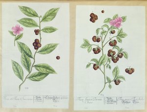 الشاي والشاي الصيني ، لوحة من "Herbarium Blackwellianum" نشرت 1757 في نورمبرغ ، ألمانيا (نقش الألوان) بواسطة إليزابيث بلاكويل