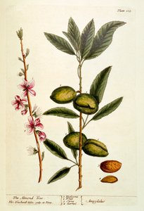 The Almond Tree ، اللوحة 105 من "A Curious Herbal" ، تم نشره عام 1782 (نقش الألوان) بواسطة إليزابيث بلاكويل