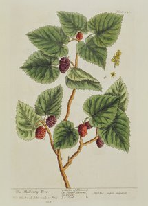The Mulberry Tree ، اللوحة 126 من "A Curious Herbal" ، تم نشره عام 1782 (نقش الألوان) بواسطة إليزابيث بلاكويل