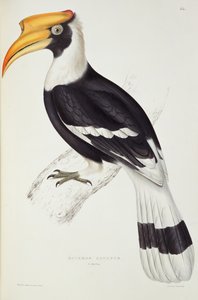 بوكيروس كافاتوس ، من "قرن من الطيور من جبال الهيمالايا" ، 1830-1832 بقلم جون جولد (1804-81)