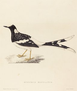 Enicurus Maculatus (ذيل شوكة مرقط) بواسطة إليزابيث جولد