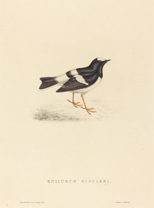 Enicurus Scouleri (Little Forktail) بواسطة إليزابيث جولد