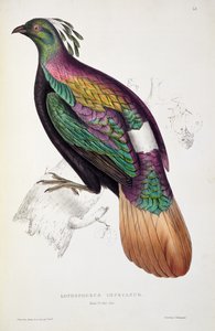 الدراج الأحادي الهيمالايا ، من "قرن من الطيور من جبال الهيمالايا" ، 1830-1832 ، بقلم جون جولد (1804-41)