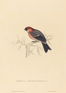 Pyrrhula Erythrocephala (بولفينش أحمر الرأس) بواسطة إليزابيث جولد