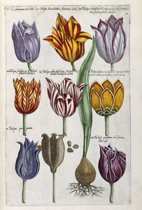 توليب مختلف ، 1612-14 بواسطة Emanuel Sweert