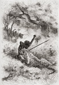 نمر يهاجم الأفريقي ، رسم توضيحي من "العالم في الأيادي" ، نقش بواسطة هنري ثيوفيل هيلديبراند (1824-1897) ، نشر عام 1878 بواسطة إميل أنطوان بايارد