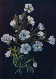 بيبي بلو - آيز ، c1915 ، 1915