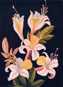 كاليفورنيا أزاليا ، c1915 ، 1915