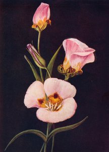 ماريبوسا توليب ، c1915 ، 1915