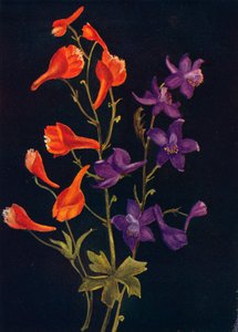 القرمزي والأزرق Larkspur ، c1915 ، 1915