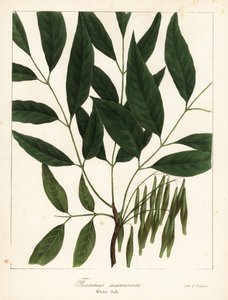 الرماد الأمريكي ، Fraxinus americana (الرماد الأبيض ، Fraxinus acuminata)