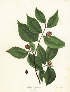 شجرة الزان ، Fagus sylvatica