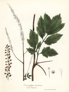 كوهوش أسود ، بوق أسود ، أسود ثعبان أسود أو شمعة خرافية ، Actaea racemosa (Cimicifuga racemosa)