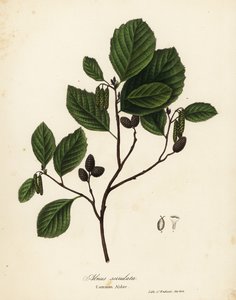 ألدر مشترك ، عسلي ألدر أو ألدر أملس ، Alnus serrulata