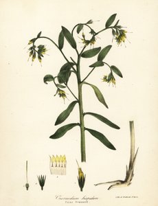 جرومويل كاذب، Onosmodium hispidum