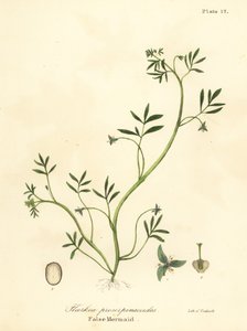حورية البحر الكاذبة ، Floerkea proserpinacoides