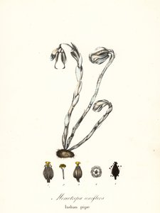 مصنع الأشباح ، أنبوب الأشباح ، الأنبوب الهندي أو مصنع الجثة ، Monotropa uniflora