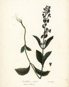 Scullcap المشعر ، Scutellaria elliptica (Scutellaria Pilosa) بواسطة انديكوت انديكوت