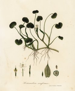 لسان الطين أو صفير الماء ، Heteranthera reniformis