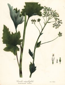 لسان الحمل الهندي الباهت ، Arnoglossum atriplicifolium (cacalia البرتقالي الأوراق ، Cacalia atriplicifolia)