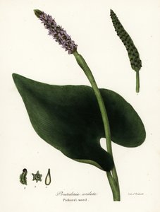 عشبة البيكرل (Pontederia cordata).