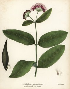 الصقلاب الأرجواني أو الأعشاب الحريرية ذات الأزهار الداكنة ، Asclepias purpurascens