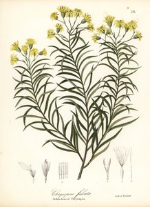 نبات السيلكجراس أو النجمة الذهبية ذات الأوراق المنجلية ، Pityopsis falcata (Chrysopsis ذو الأوراق المنجلية ، Chrysopsis falcata)