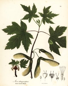 القيقب الفضي ، Acer saccharinum (القيقب الفضي الأوراق ، Acer dasycarpum)