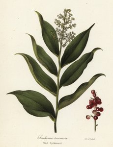 Treacleberry ، Maianthemum racemosum (Wild spikenard ، Smilacina racemosa) بواسطة انديكوت انديكوت