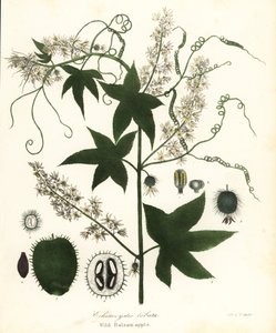 خيار بري ، خيار شائك ، خيار بور أو تفاح بلسم بري ، Echinocystis lobata