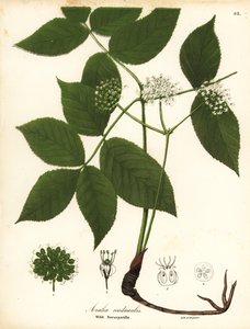 سارسابيلا البرية ، Aralia nudicaulis