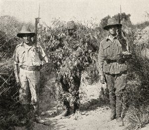 قناص تركي ، متنكرا في شكل شجيرة ، في الحجز بعد أن تم القبض عليه من قبل قوات ANZAC ، من "الحرب العظمى: تاريخ" ، المجلد الثالث ، 1916 بواسطة مصور انجليزى