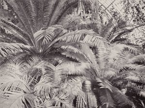  بواسطة مصور انجليزى