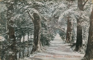 ممشى أديسون ، كلية ماجدالين ، أكسفورد. أُرسلت البطاقة البريدية عام 1913. بواسطة مصور انجليزى