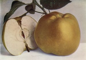 تفاحة، لورد ديربي (صورة ملونة) بواسطة مصور انجليزى