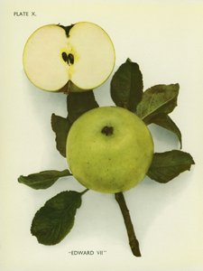 تفاح إنجلترا: إدوارد السابع (صورة ملونة) بواسطة مصور انجليزى