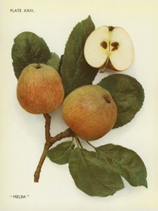 تفاح إنجلترا: ميلبا (صورة ملونة) بواسطة مصور انجليزى