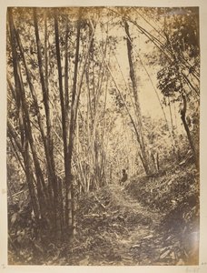 غابة الخيزران في تيستا.  مناظر لدارجيلنج. 1870 بواسطة مصور انجليزى