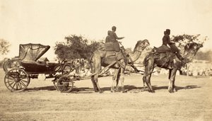 عربة الجمال حوالي 1860 (حفر ضوئي) بواسطة مصور انجليزى