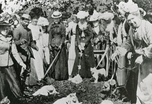 عرض القط في الحدائق النباتية الملكية ، وستمنستر ، في عام 1900 بواسطة مصور انجليزى