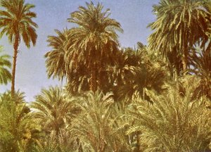 نخيل التمر في جزيرة الفنتين ، مصر بواسطة مصور انجليزى