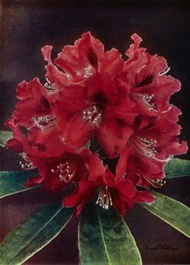 دونكاستر (صورة ملونة) بواسطة مصور انجليزى