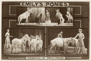 Emily Paulo and her performing trained ponies (b/w photo) بواسطة مصور انجليزى