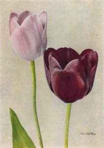 يوتيرب وفرانس هالس (صورة ملونة) بواسطة مصور انجليزى