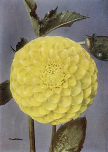 فانسي داليا، السيدة سوندرز (صورة ملونة) بواسطة مصور انجليزى