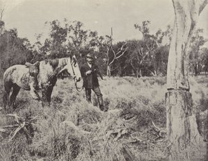 العثور على عش Emus بواسطة مصور انجليزى